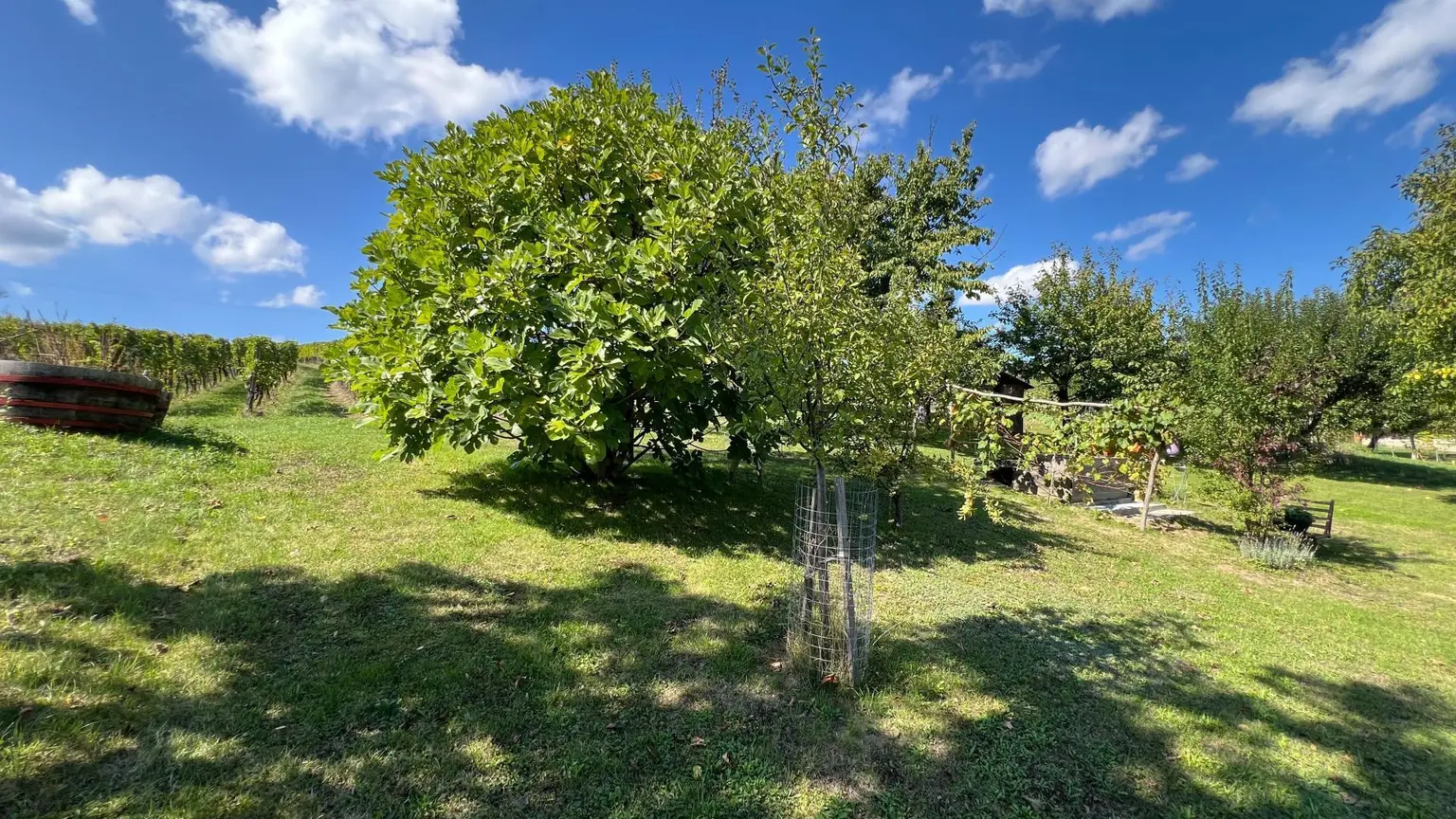 Feigenbaum