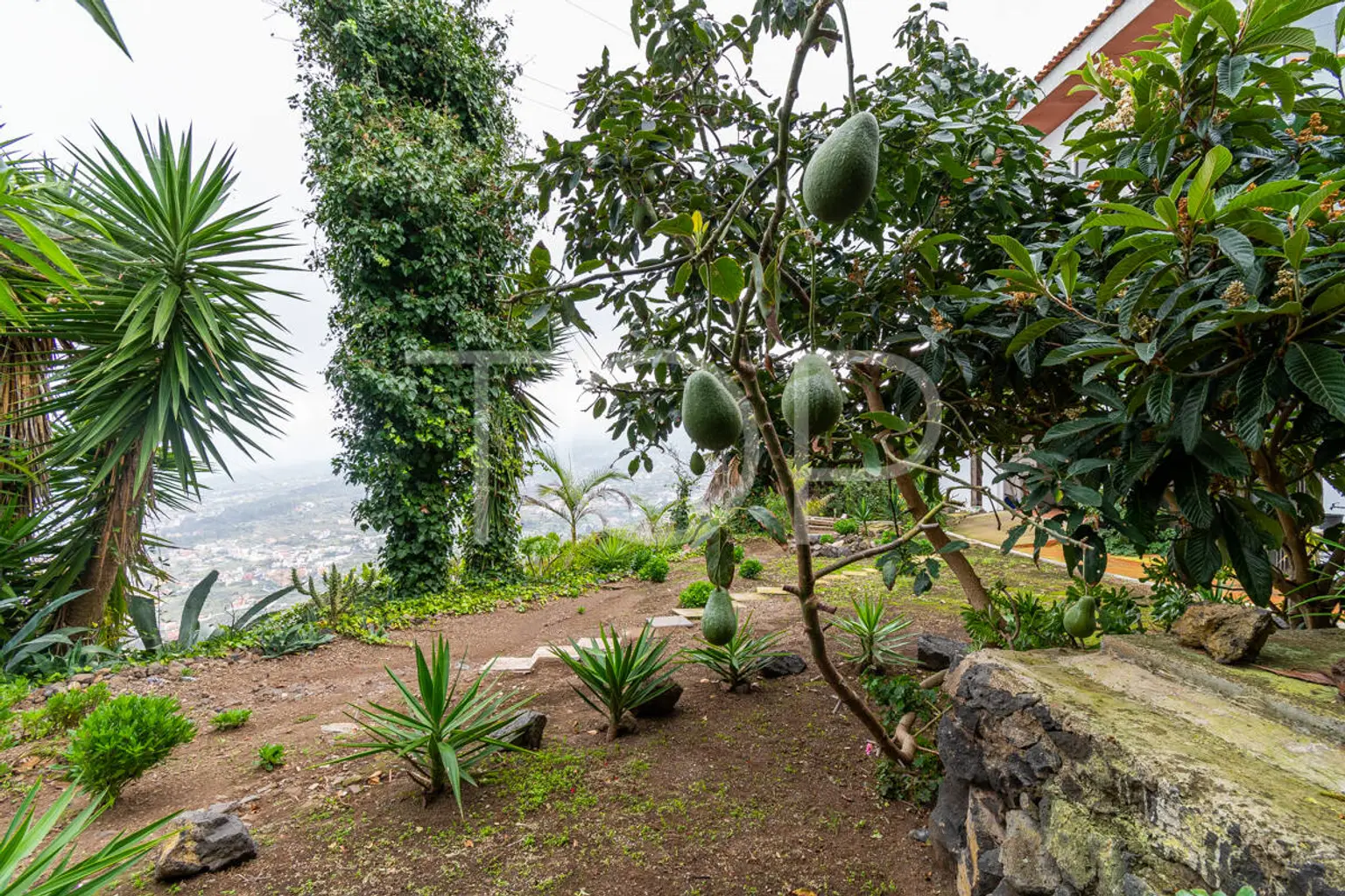 Haus-Icod-de-Los-Vinos-xxx-Teneriffa-24