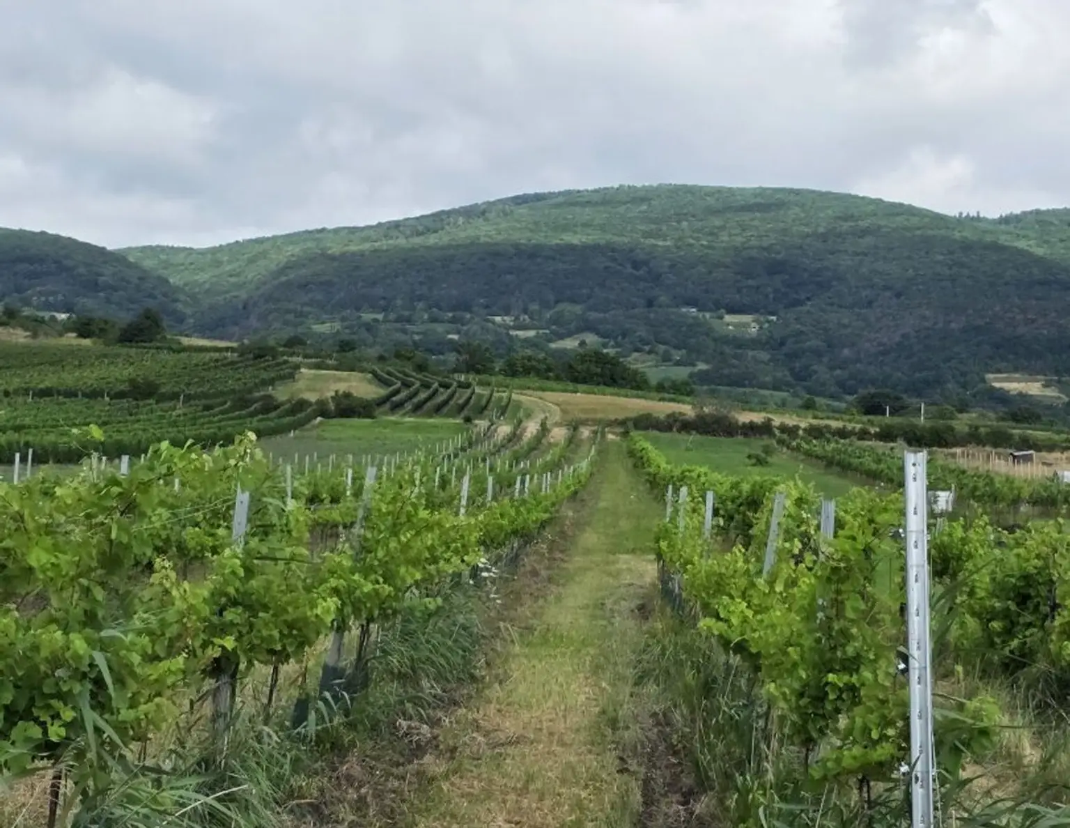 Entzückendes Knusperhäuschen zwischen Weinberg und Wienerneustädterkanal