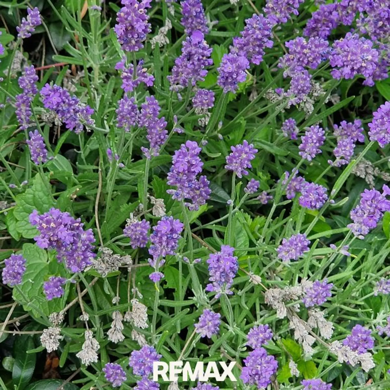 Lavendel