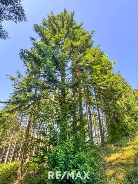 Fichtenwald mit ein paar schönen Tannen