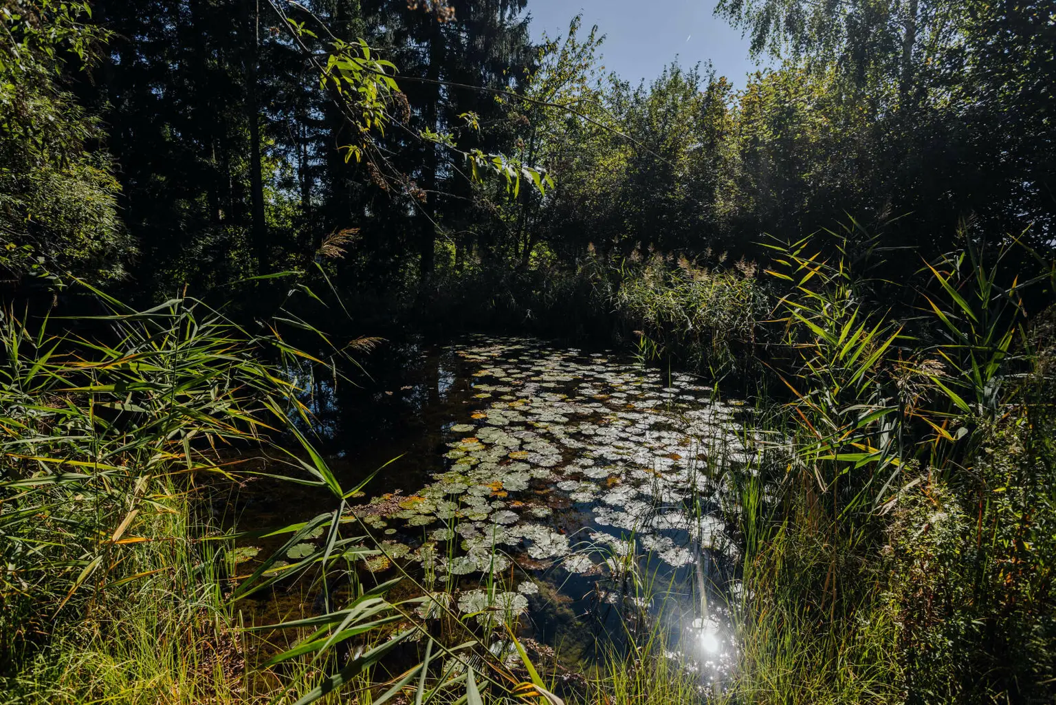 Großzügiges Einfamilienhaus mit Schwimmteich in Weinitzen - ländliche Geborgenheit trifft modernen Wohnkomfort