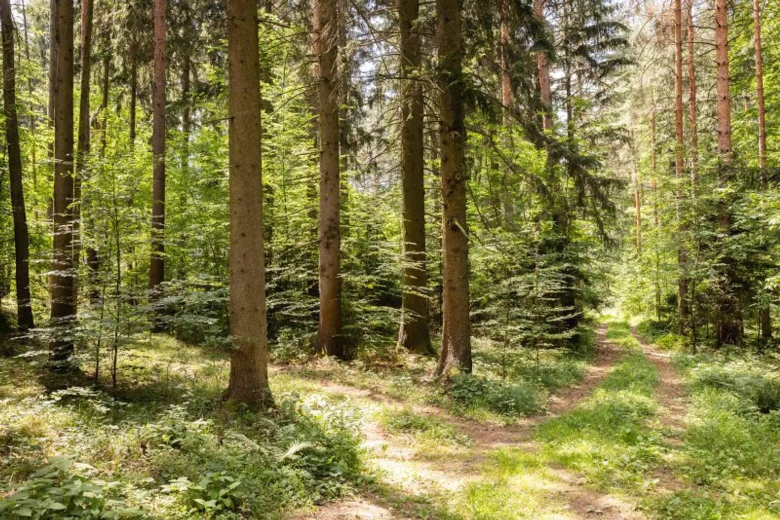Buchenverjüngung