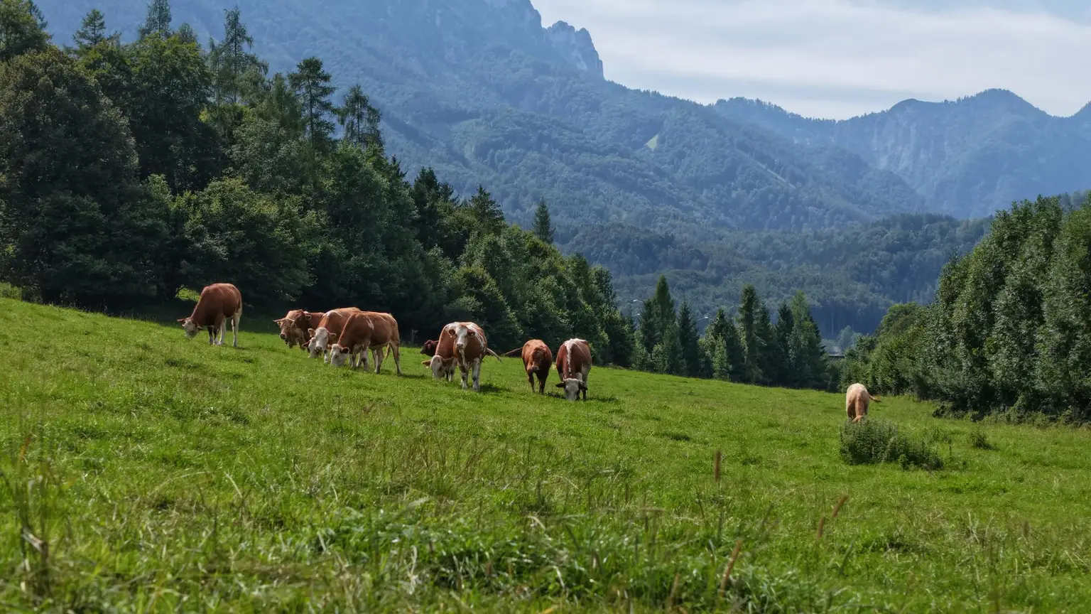 "Hof zur Steinwänd" Gasthof und Bauernhof mit Fremdenzimmern - Wald und Wiesen!
