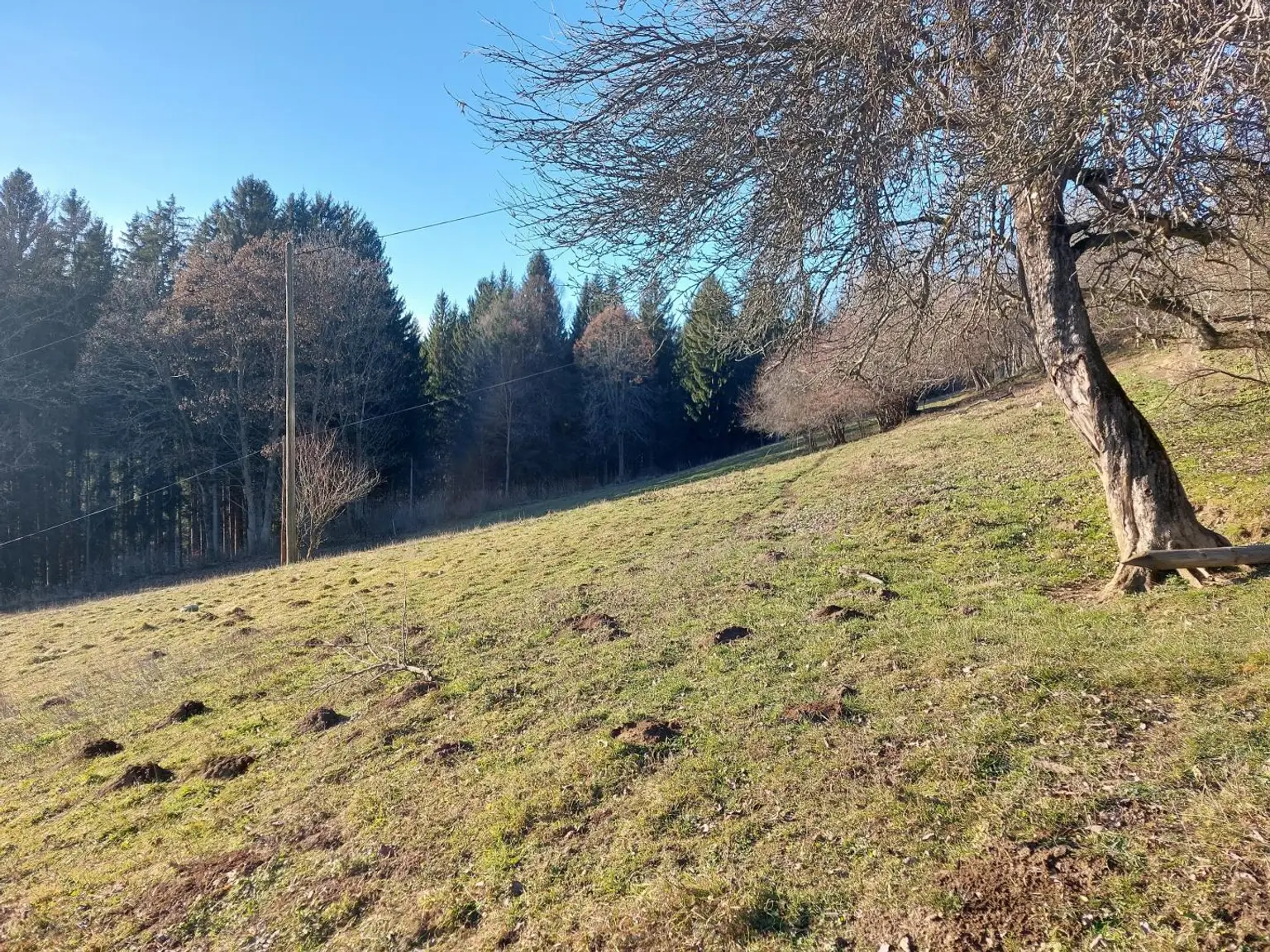 Sonniger Südhang