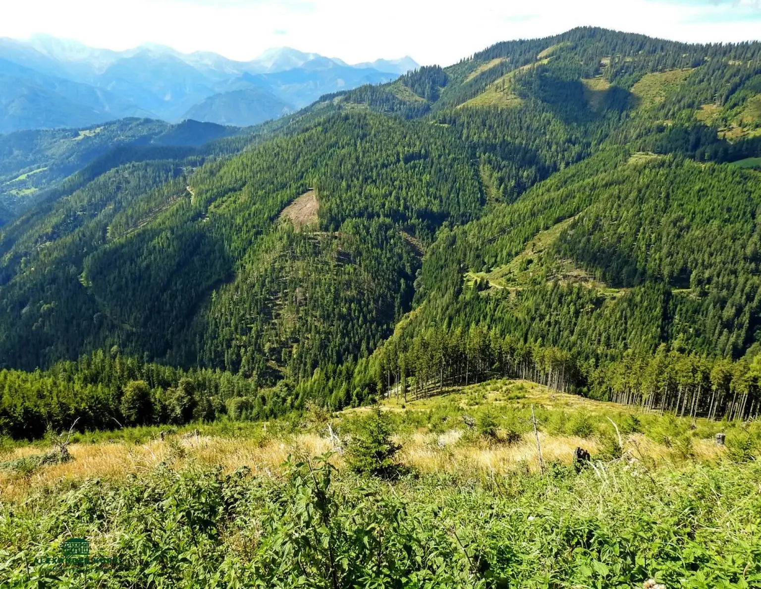 Pachtjagd - ca. 2.000 ha zentral in Österreich