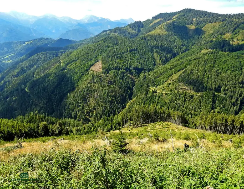 Pachtjagd - ca. 2.000 ha zentral in Österreich