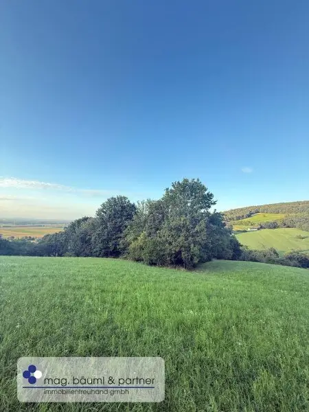 Verwilderter, mit alten  Sorten bestückter Obstgarten  im Moment als Wald gewidmet mit RODUNGSBESCHEID