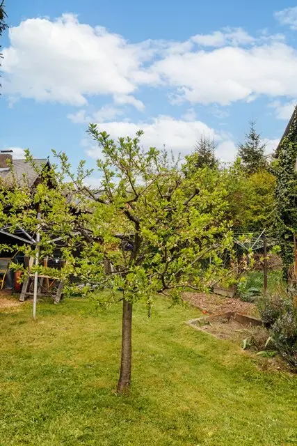 Obstbaum