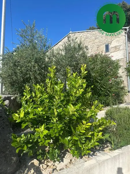 landestypische Vegetation