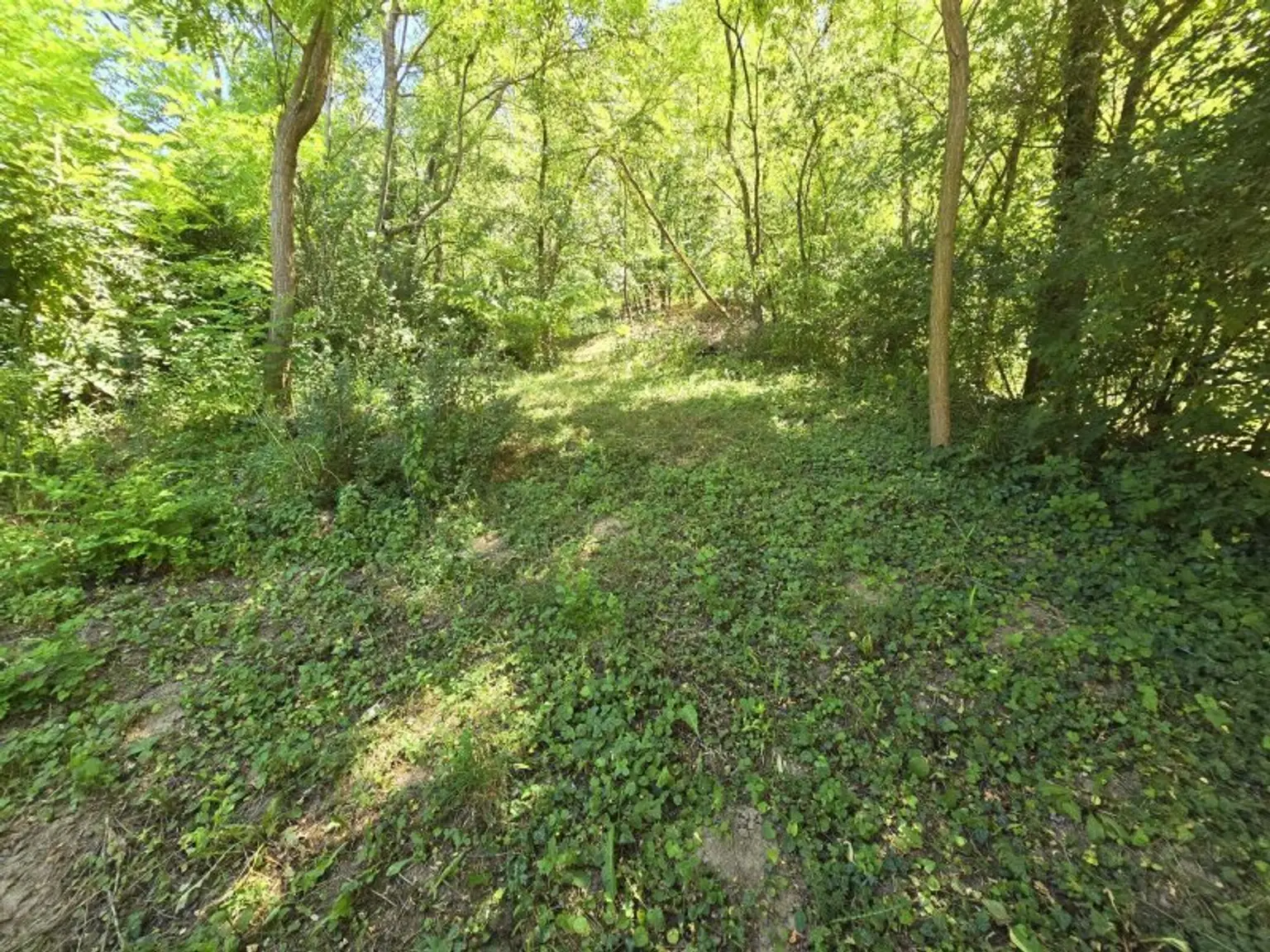 Wald