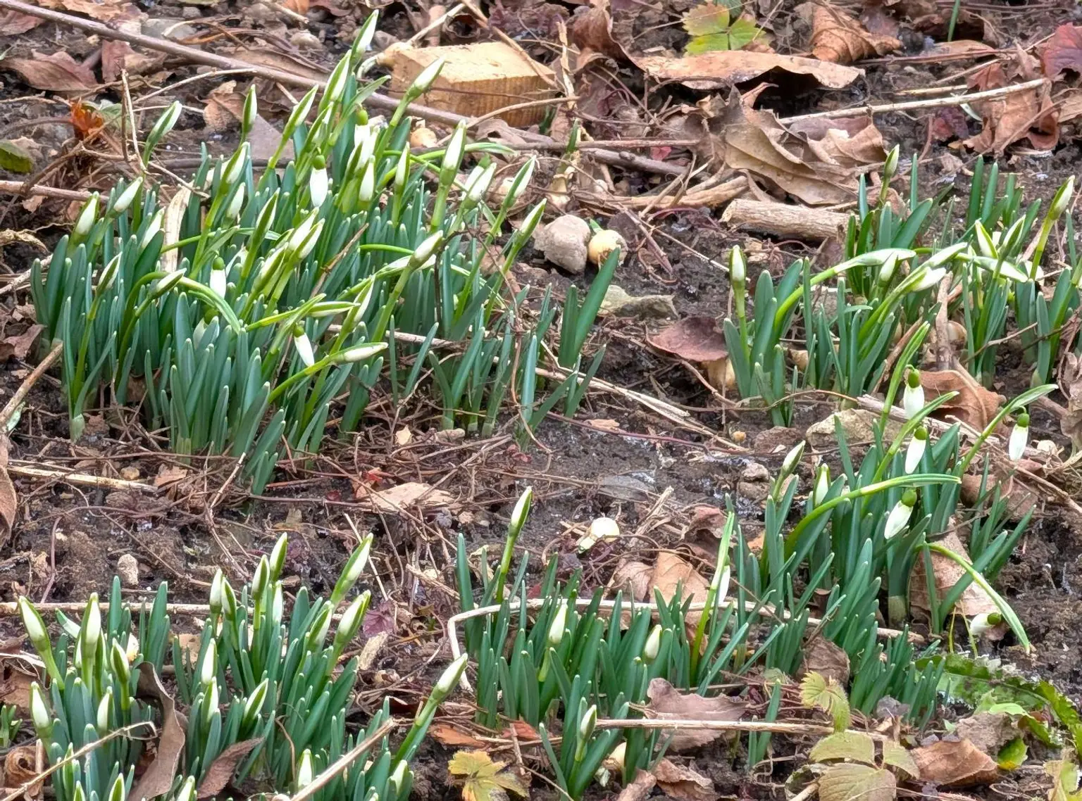 Frühling