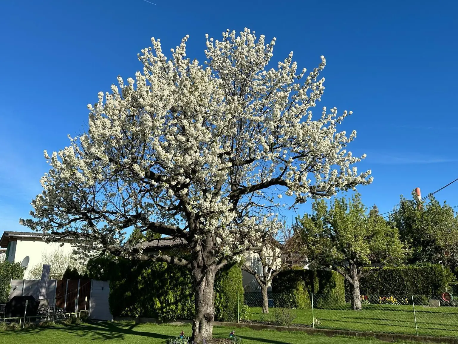 Kirschbaum