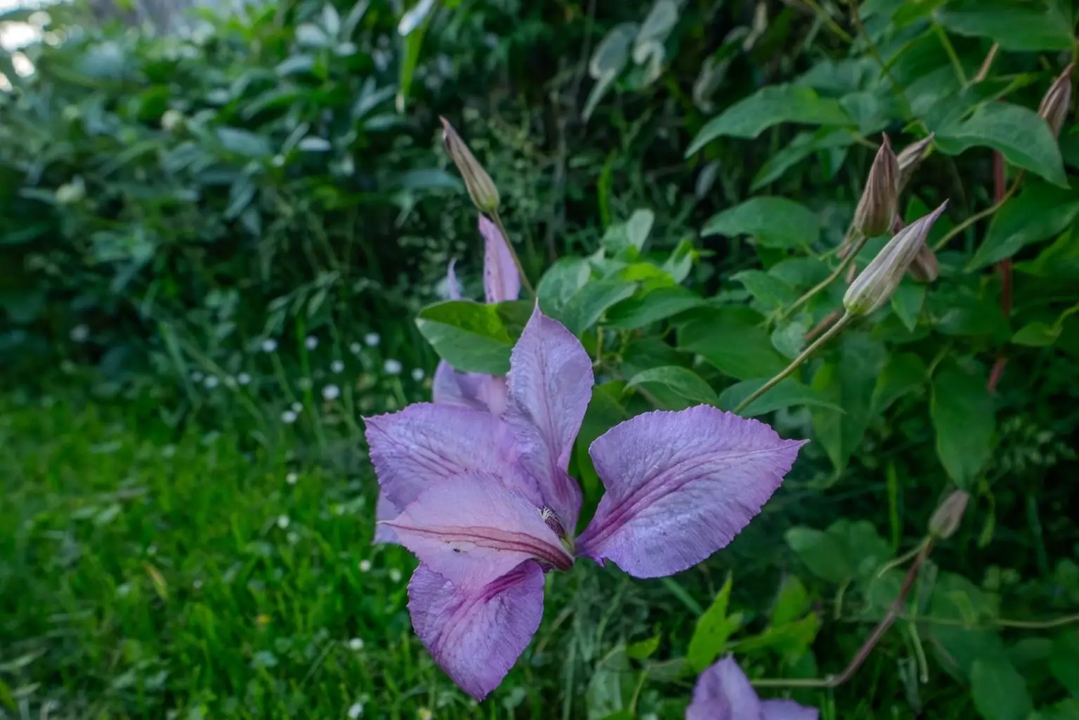 Detail Blumen
