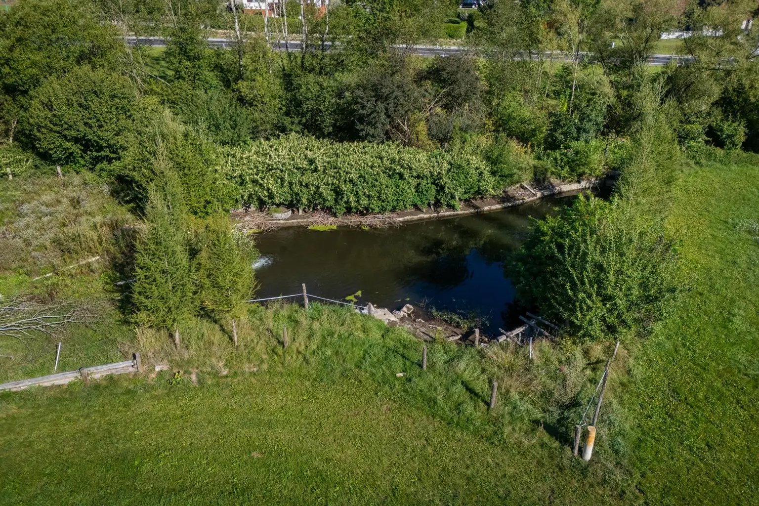 Naturschwimmteich