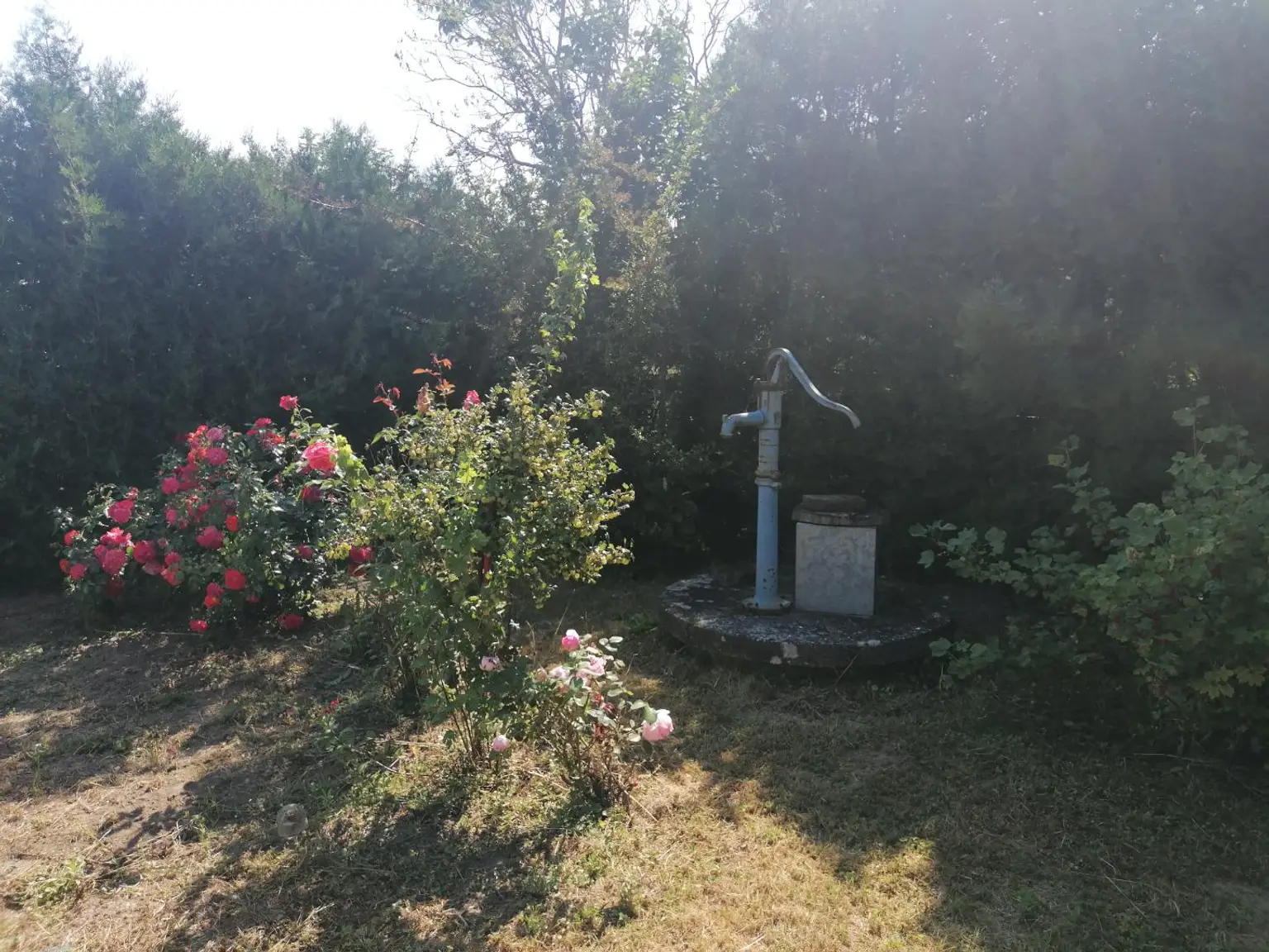 Einfamilienhaus mit kleinem Garten
