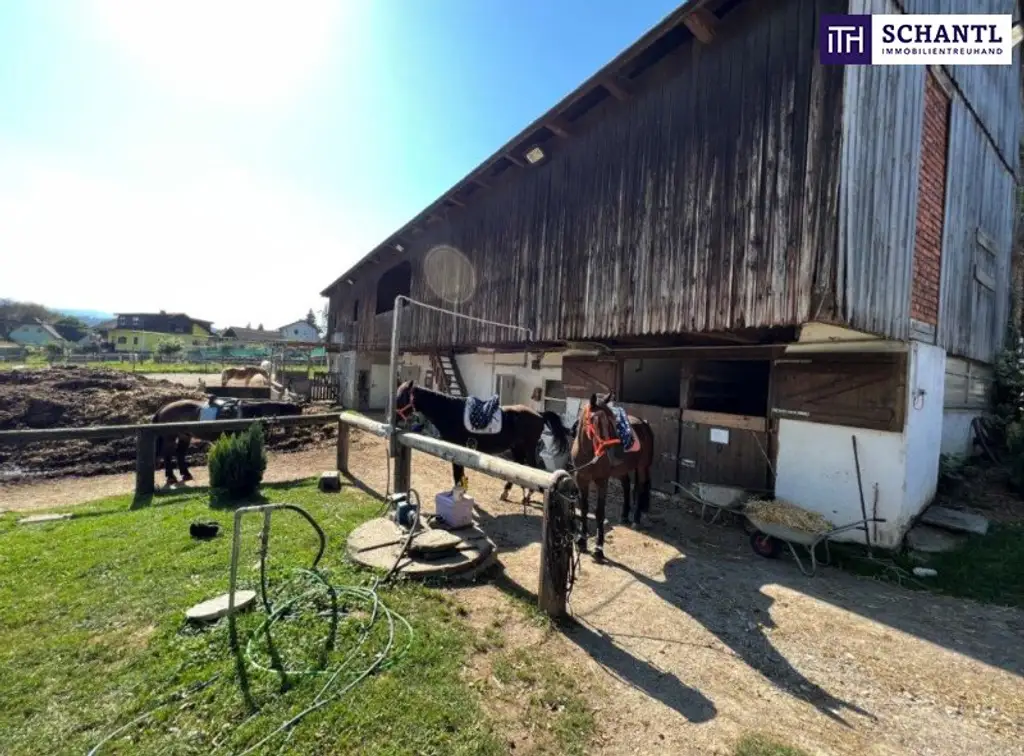 PFERDERANCH IN DER GRÜNEN STEIERMARK! Idyllischer Reiterhof in der Steiermark – Natur, Ruhe & Freiheit genießen! GLEICH ANFRAGEN UND BESICHTIGUNGSTERMIN VEREINBAREN!