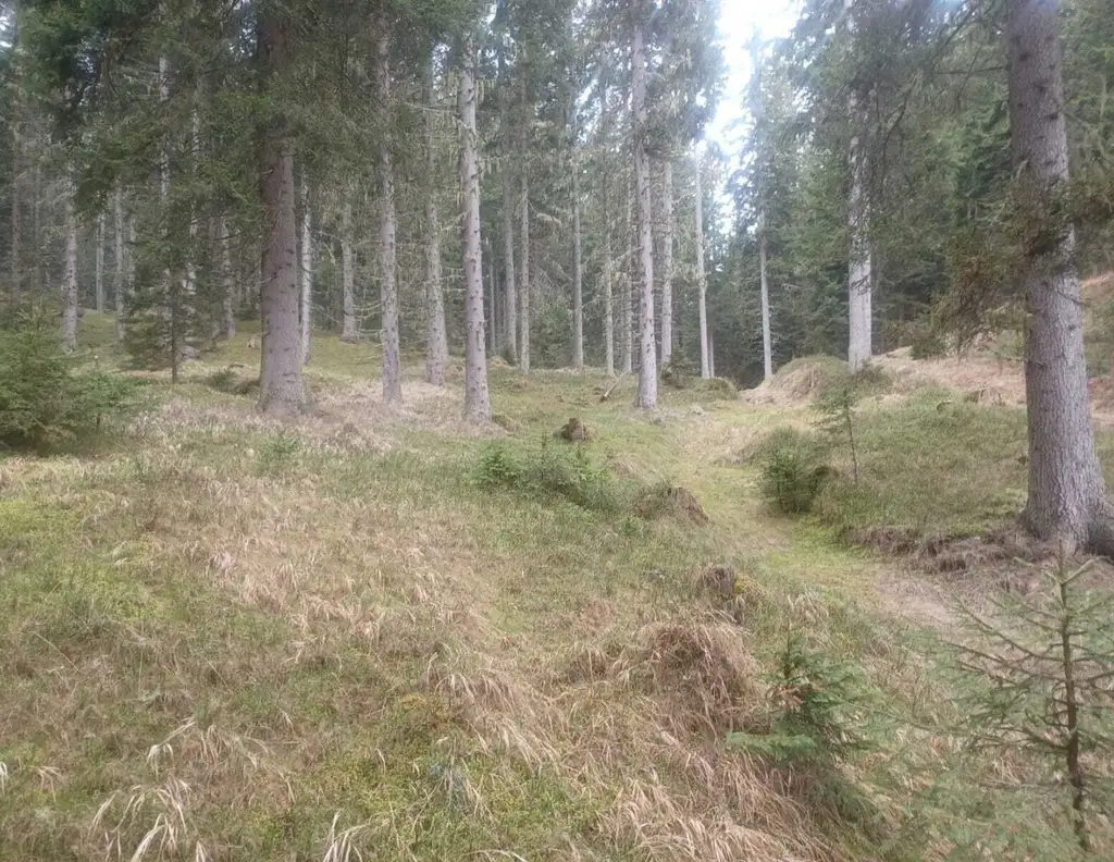 Waldgrundstück zu verkaufen!