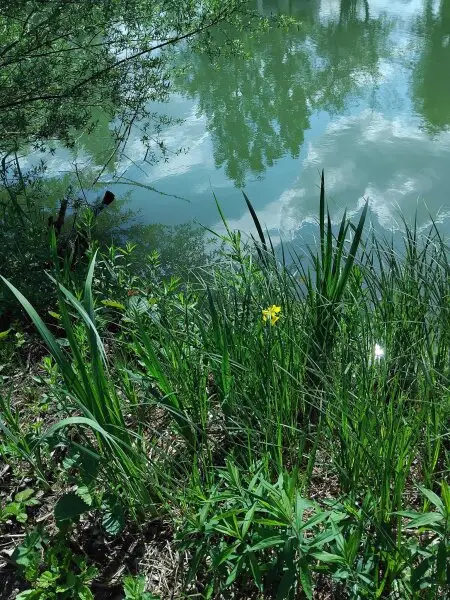 ++Wohnen wo andere Urlaub machen, der Bungalow am See in Hövej++