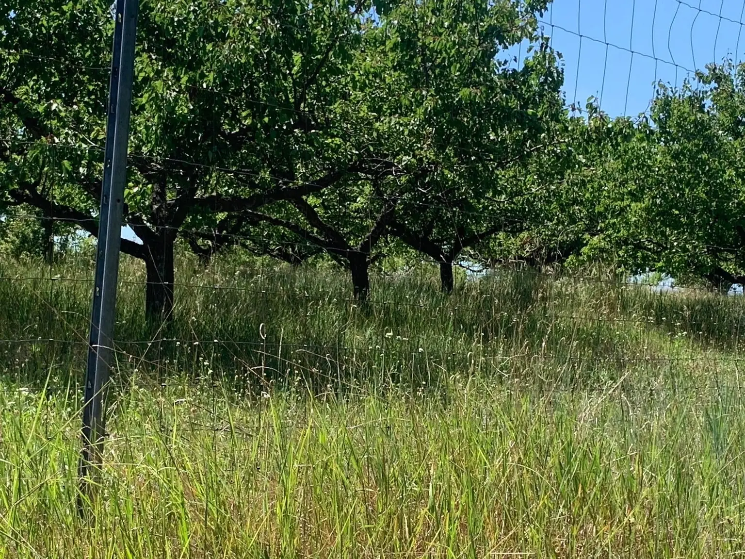 Marillenbaum-Plantage zur Verpachtung