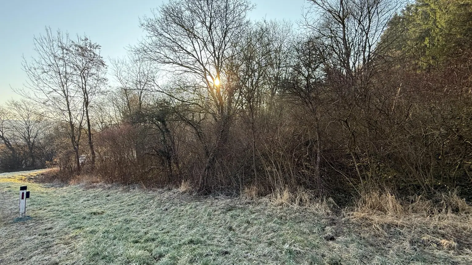 Wald an der Straßenseite