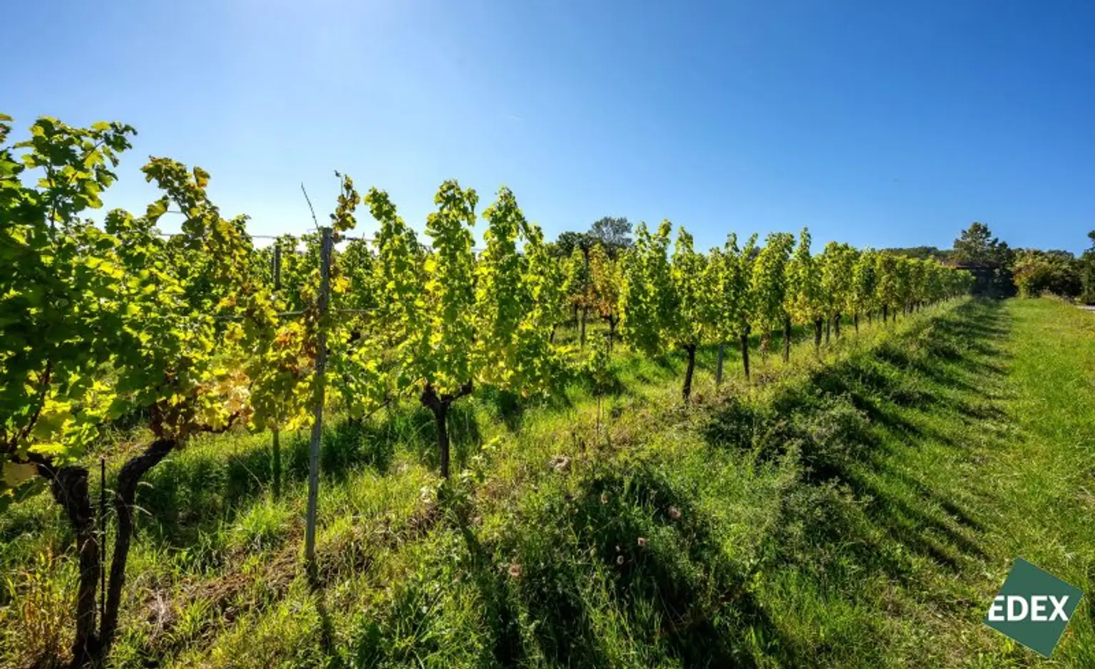 Ankommen, Aufatmen, Genießen - Villa mit Garten, Pool und Dachterrasse an den Weinbergen am Mauerer Berg