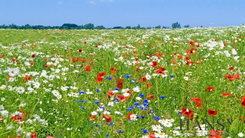 TOP-ANGEBOT: Großzügiges Grün- bzw. Landgrundstück ( 13.056 m² ) im Naturparadies Willendorf ( 6% Rendite! )