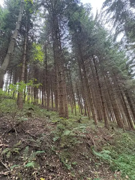 Wald