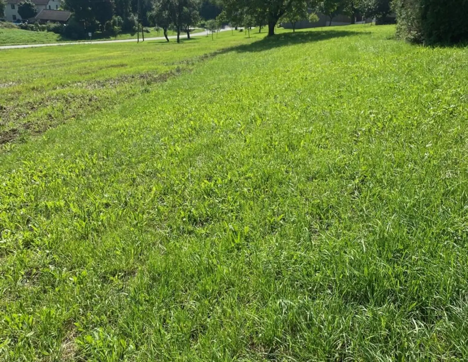 987 m² Bauland mit Widmung Dorfgebiet in Engerwitzdorf/Edtsdorf ohne Bauzwang