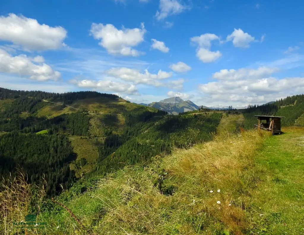 Pachtjagd - ca. 2.000 ha zentral in Österreich