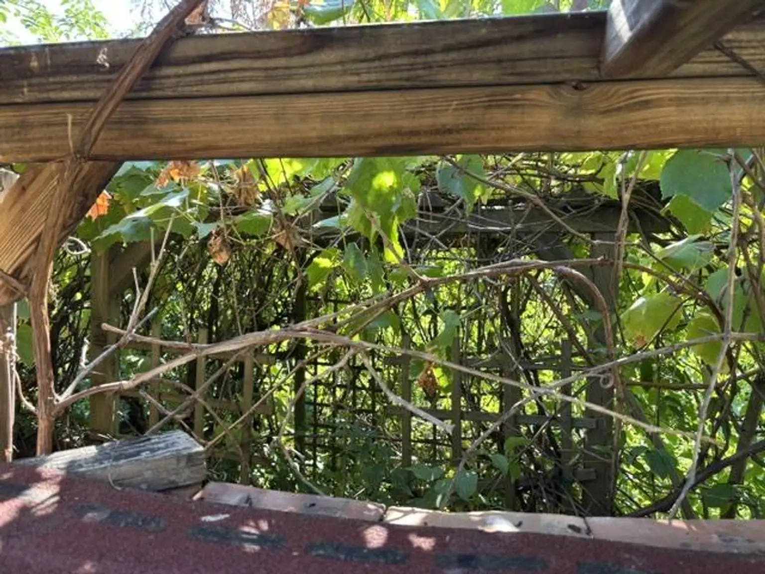 Gartenlaube