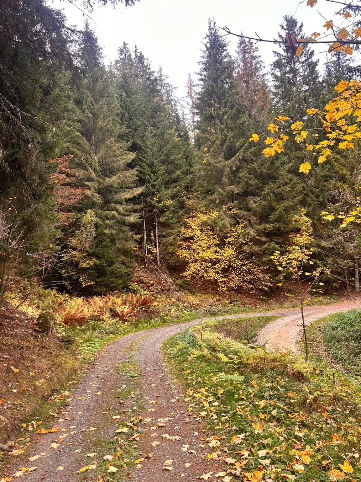 Traumhaftes Waldgrundstück in Kleinlobming – 35.970 m² mit sehr guter Zufahrt!