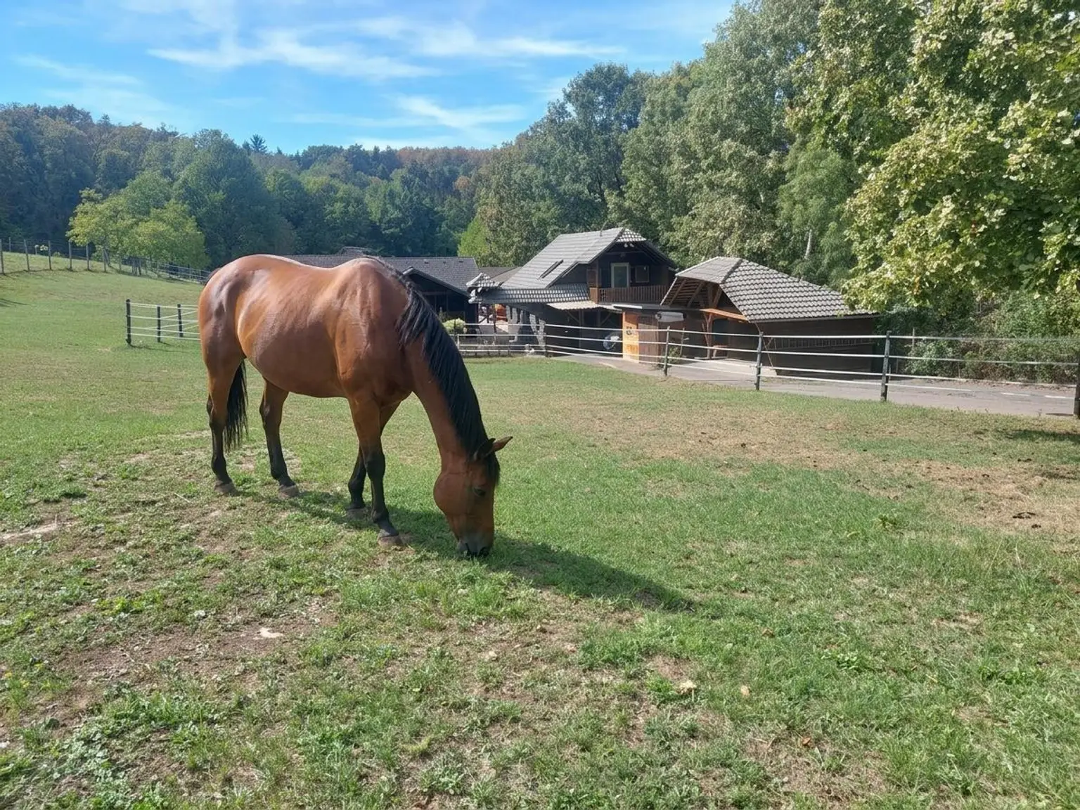 Mein Pferdehof
