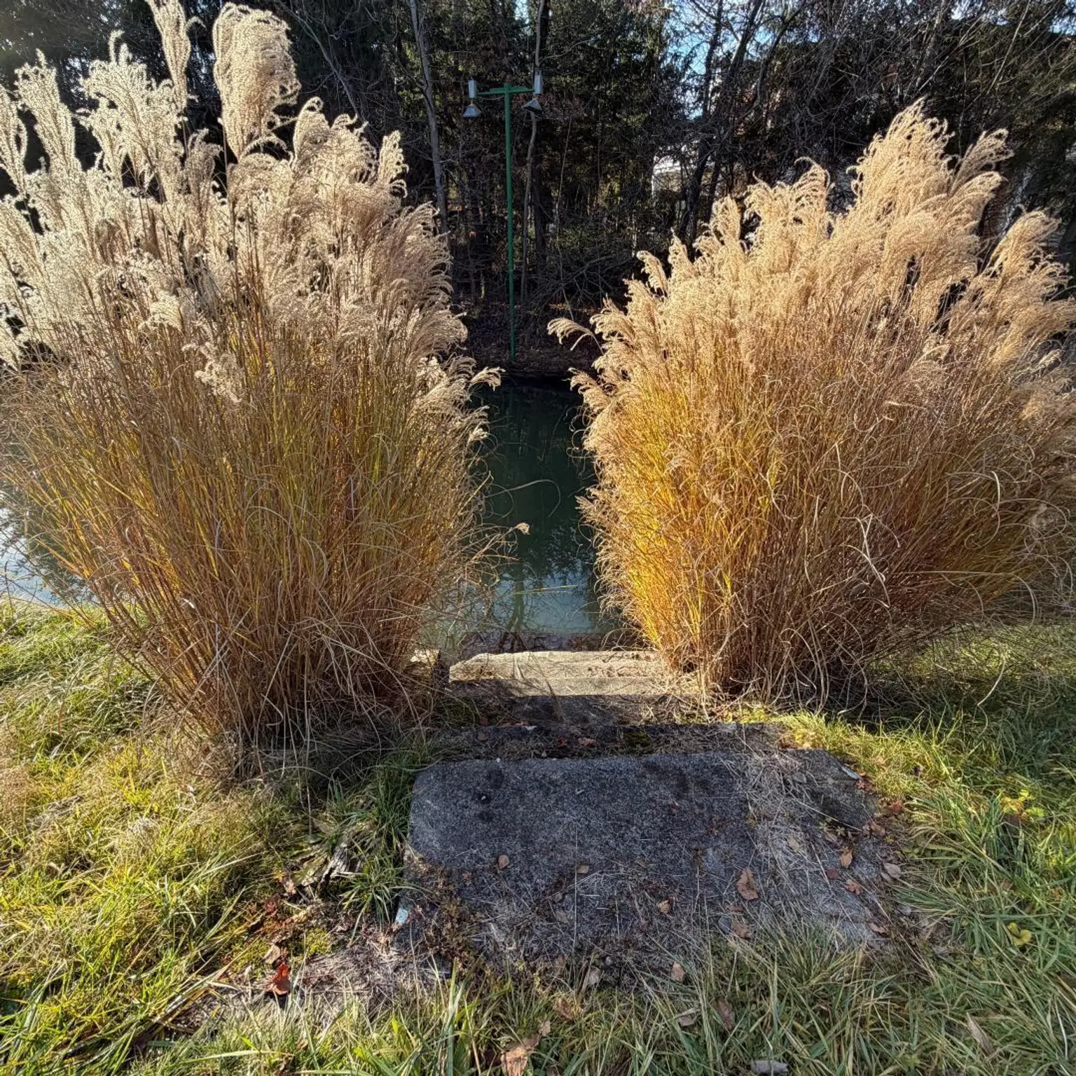Teich Zugang
