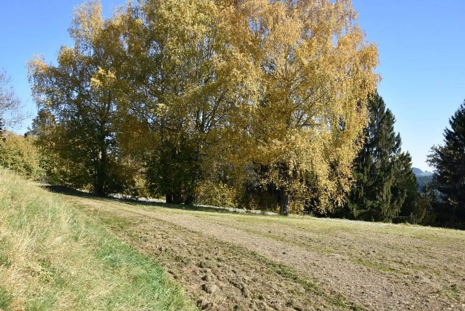 leichte Südhanglage