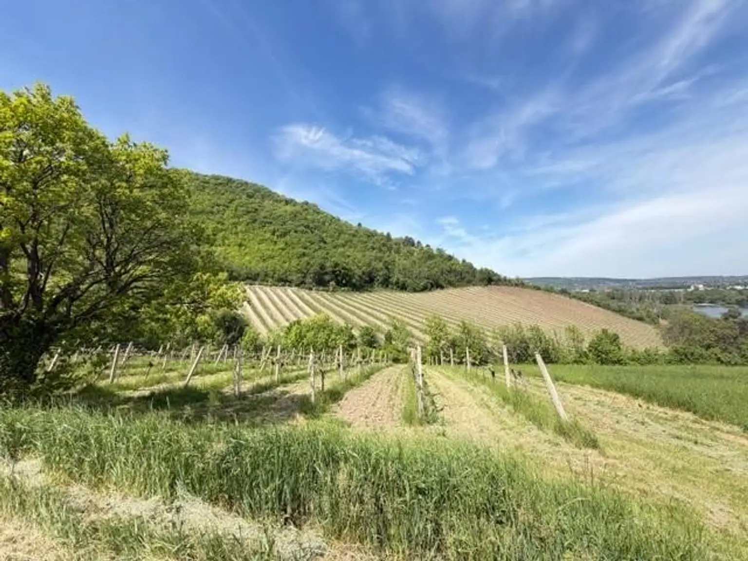 ETW 1190 Döbling - Aussicht