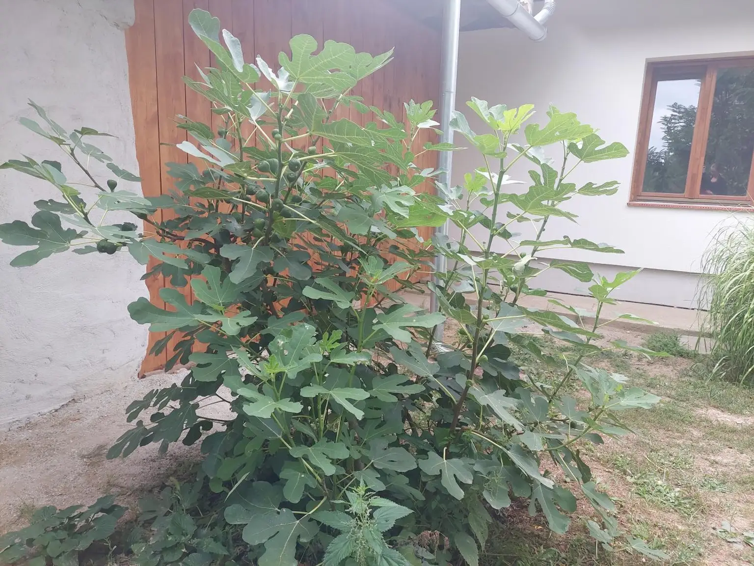 ein Feigenbaum