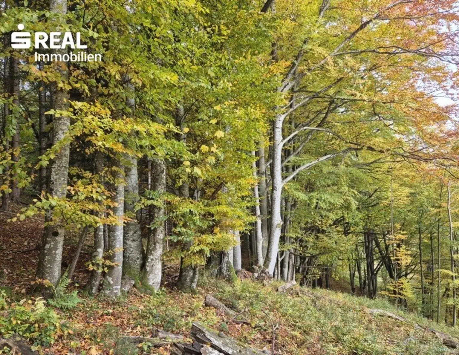 Mischwald zu verkaufen