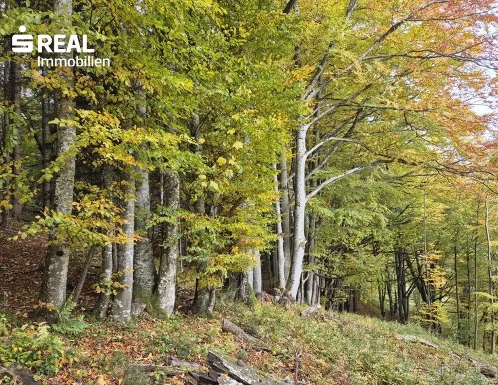 Mischwald zu verkaufen