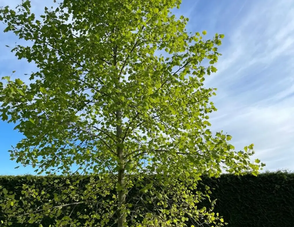 Traumgrundstück im Herzen von Oberösterreich - Perfekt für Ihr Eigenheim mit Altbestand und riesigem Garten!