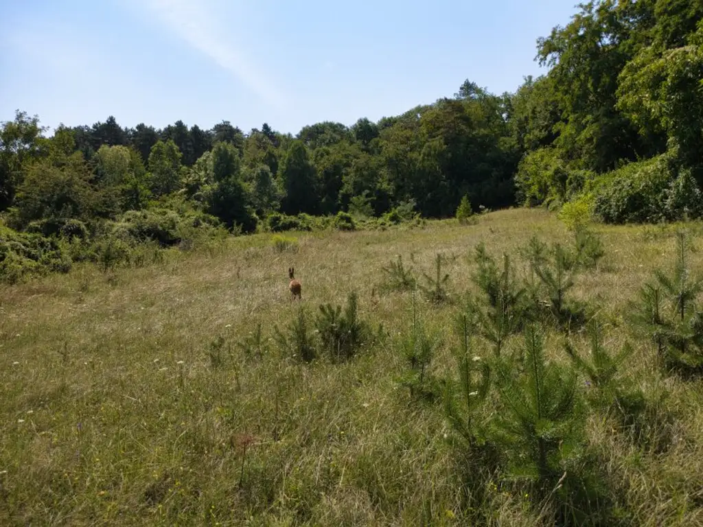 Großes Grundstück in Hagenbrunn – Baufläche und Grünland mit Weitblick!