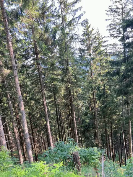 123 ha Eigenjagd mit hohem Altholzbestand