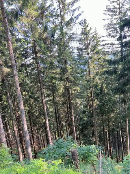 123 ha Eigenjagd mit hohem Altholzbestand