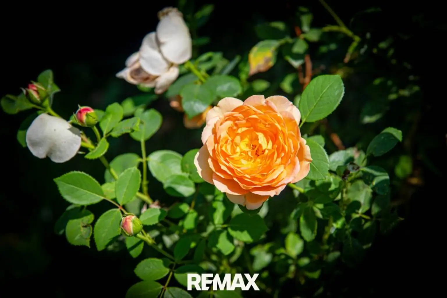 Der Garten blüht!