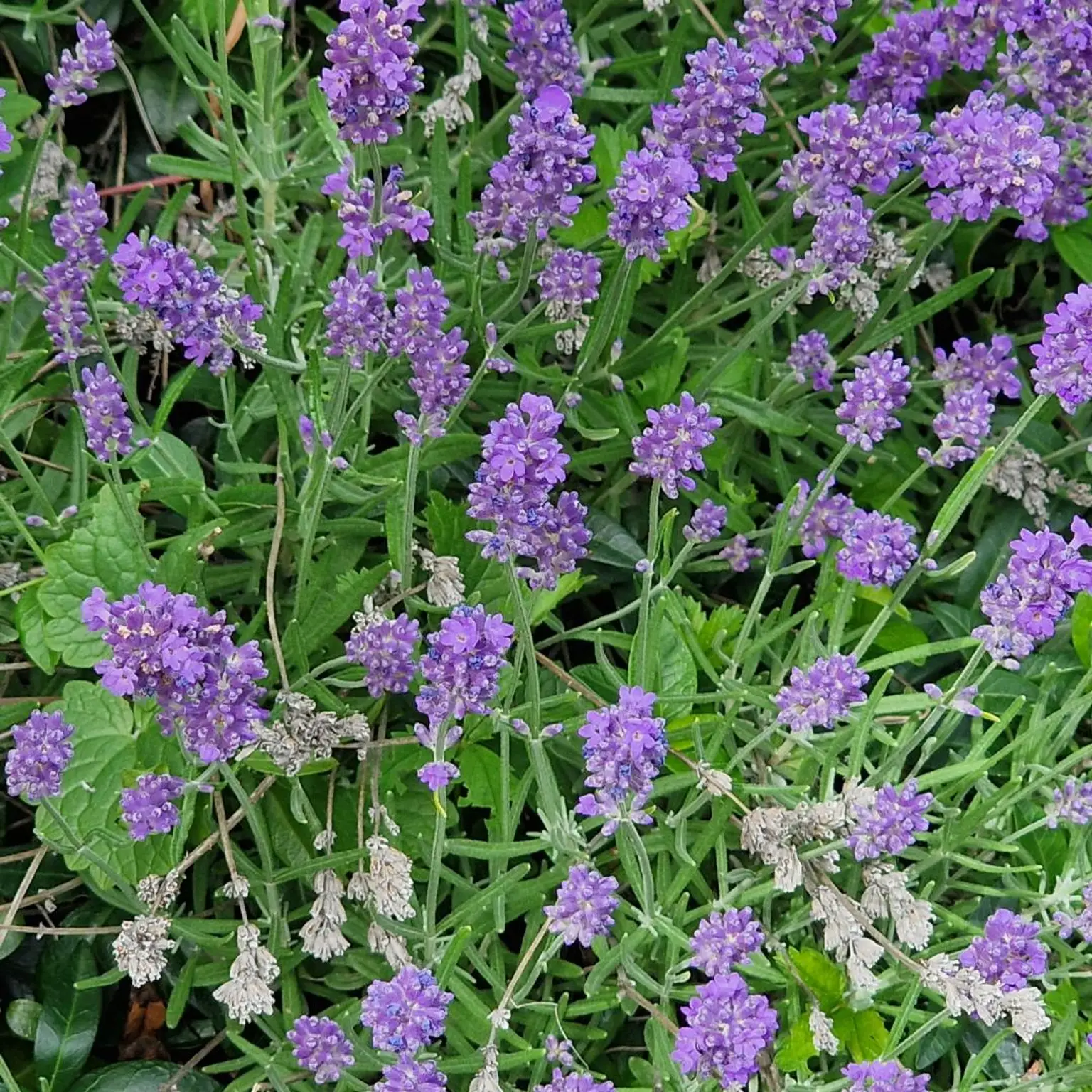 Lavendel