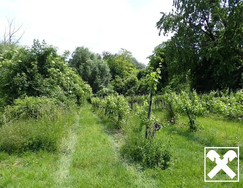SELTENE GELEGENHEIT: WEINGÄRTEN IN ENGELMANNSBRUNN, FELS AM WAGRAM, RUPPERSTHAL UND THÜRNTHAL - WEINGARTEN, LANDWIRTSCHAFTLICHE FLÄCHE