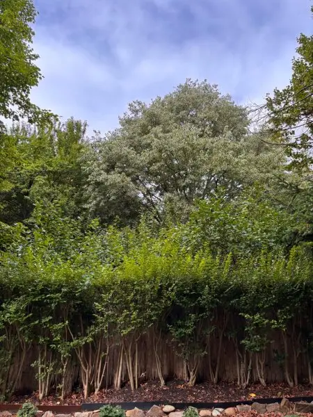 WOHNTRAUM in STAMMERSDORF  WUNDERSCHÖNER GARTEN  mitten im Grünen und dennoch in WIEN