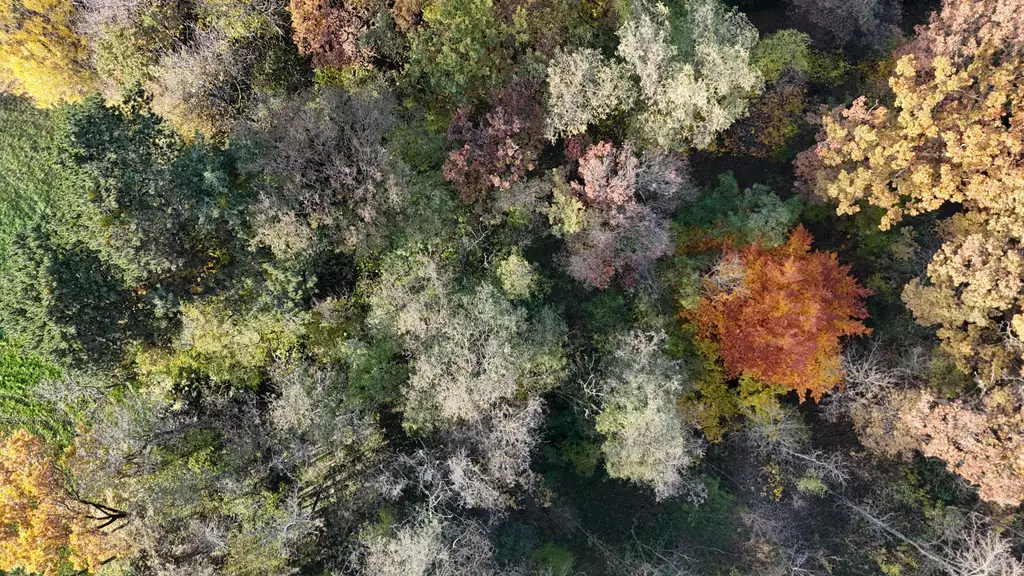"Jahrhundertwende Stilhaus mit Wald"