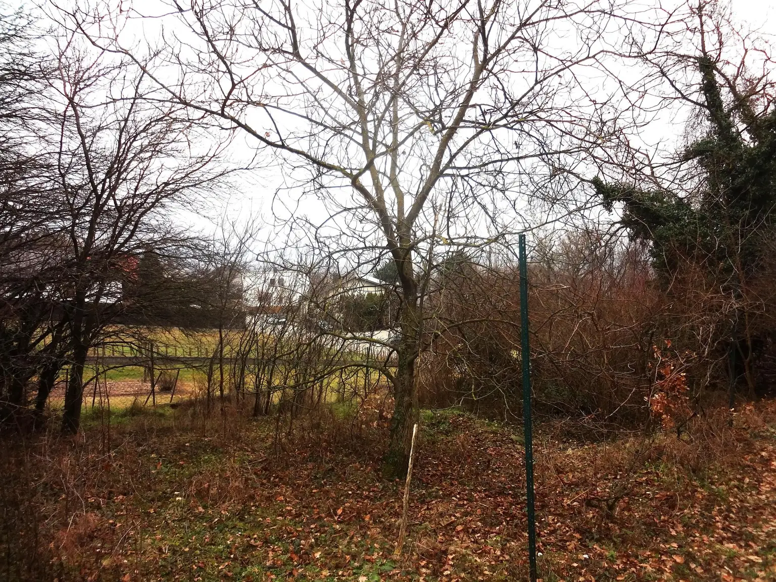 Verbuschtes Grundstück mit Hanglage