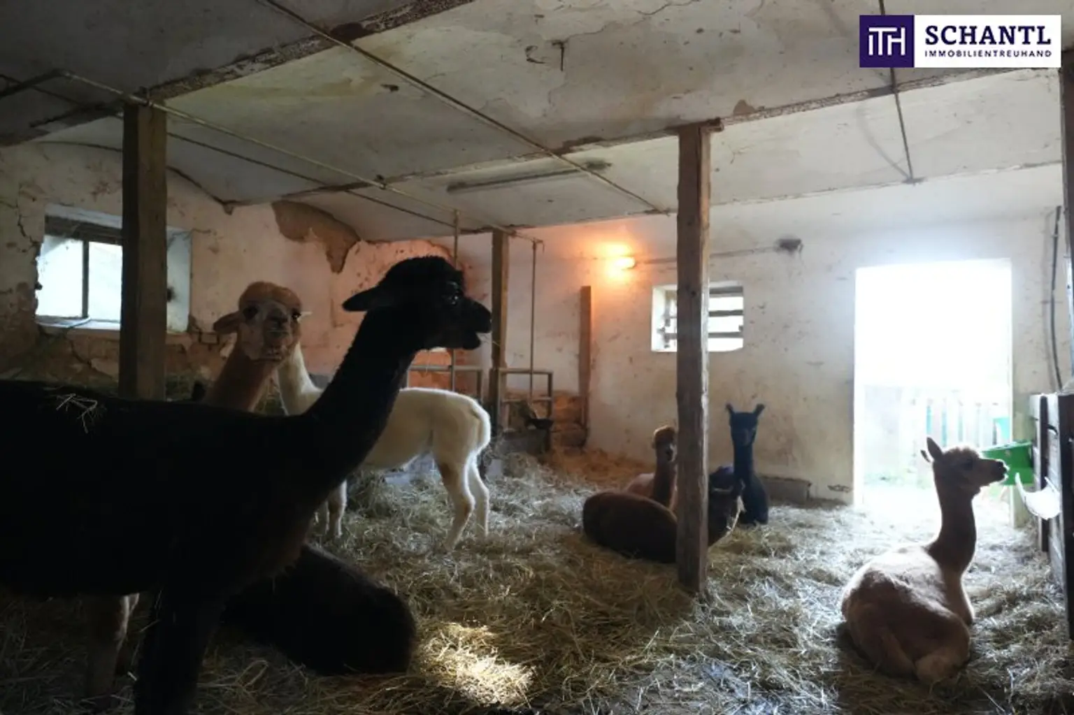 SENSATIONELLES JUWEL! Exklusiver Vierkanthof im Thermenland Steiermark – Wohnen, Reiten & Leben mit Pool und Natur!